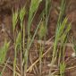 Bromus hordeaceus L.