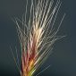 Bromus rubens L.