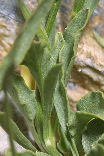 Campanula rotundifolia subsp. hispanica (Willk.) O. Bolòs & Vigo