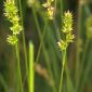 Carex echinata Murray