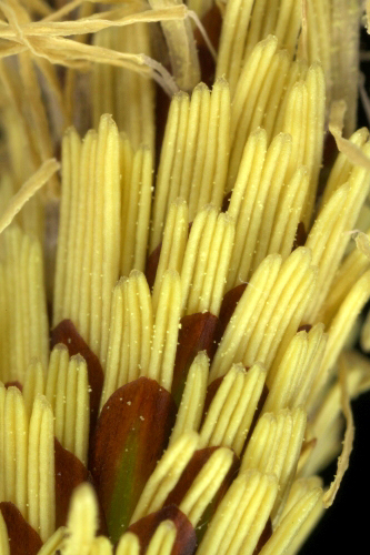 Carex elata subsp. reuteriana (Boiss.) Luceño & Acedo