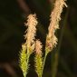 Carex helodes Link