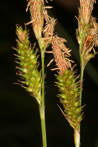 Carex helodes Link