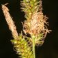Carex helodes Link