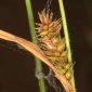 Carex laevigata Sm.