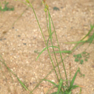 Carex laevigata Sm.
