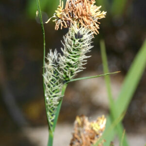 Carex nigra (L.) Reichard