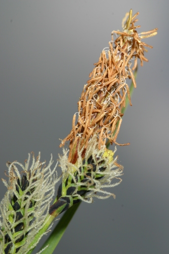 Carex nigra (L.) Reichard
