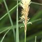 Carex panicea L.