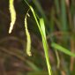 Carex pendula Hudson