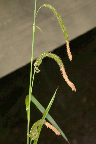 Carex pendula Hudson