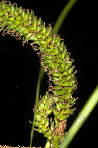Carex pendula Hudson