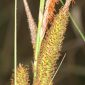 Carex pseudocyperus L.