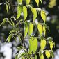 Celtis australis L.