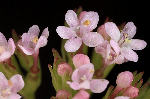 Centranthus calcitrapae (L.) Dufresne