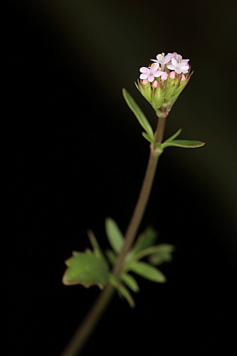 Centranthus calcitrapae (L.) Dufresne