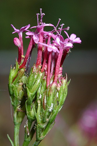 Centranthus macrosiphon Boiss.