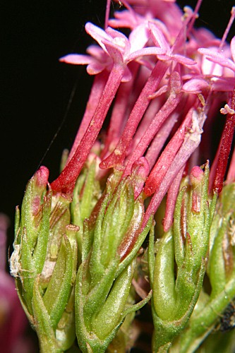 Centranthus macrosiphon Boiss.