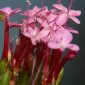 Centranthus macrosiphon Boiss.