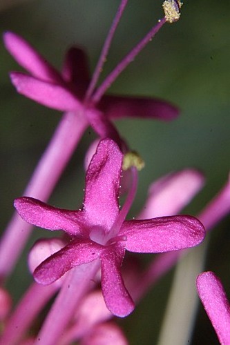 Centranthus nevadensis Boiss.