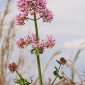 Centranthus ruber (L.) DC.