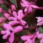 Centranthus ruber (L.) DC.