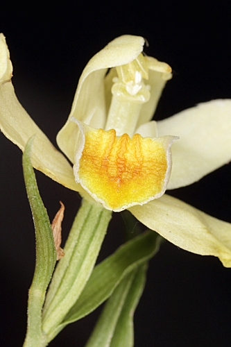 Cephalanthera damasonium (Mill.) Druce