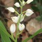 Cephalanthera longifolia (L.) Fritsch