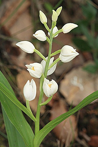 Cephalanthera longifolia (L.) Fritsch