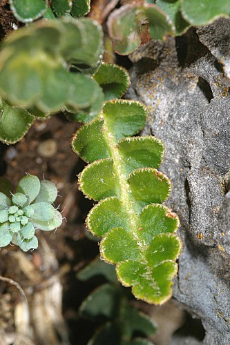 Ceterach officinarum subsp. officinarum Willd.