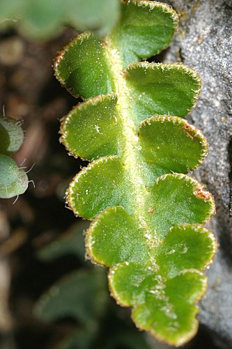 Ceterach officinarum subsp. officinarum Willd.
