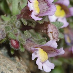 Chaenorhinum glareosum (Boiss.) Willk.