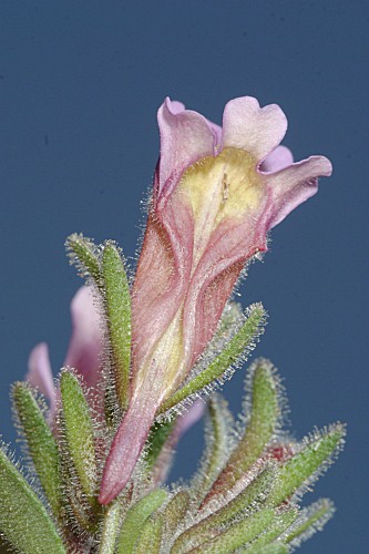 Chaenorhinum glareosum (Boiss.) Willk.