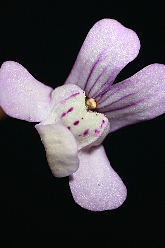 Chaenorhinum grandiflorum subsp. grandiflorum (Coss.) Willk.