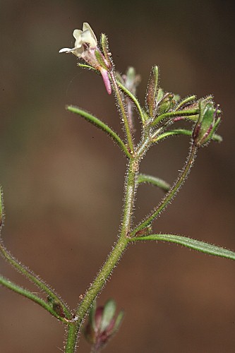 Chaenorhinum minus subsp. minus (L.) Lange