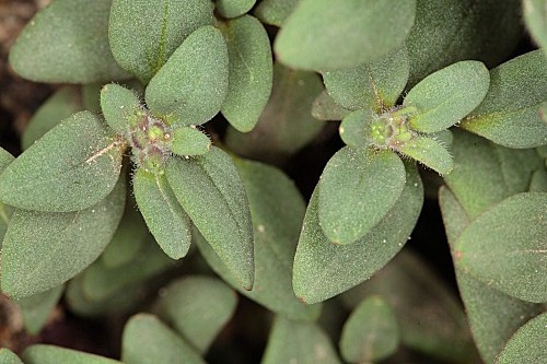 Chaenorhinum rubrifolium (Robill. & Castagne ex DC.) Fourr.