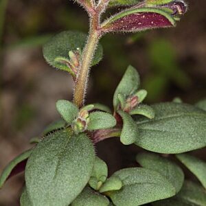 Chaenorhinum rubrifolium (Robill. & Castagne ex DC.) Fourr.