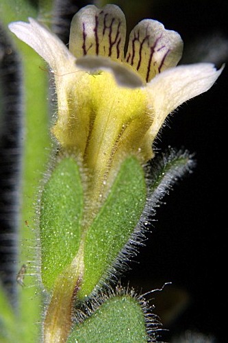 Chaenorhinum villosum (L.) Lange