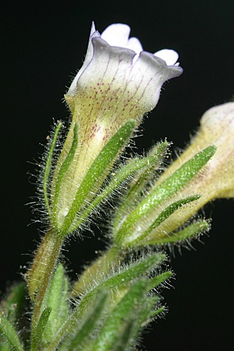 Chaenorhinum villosum (L.) Lange