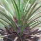 Chamaerops humilis L.