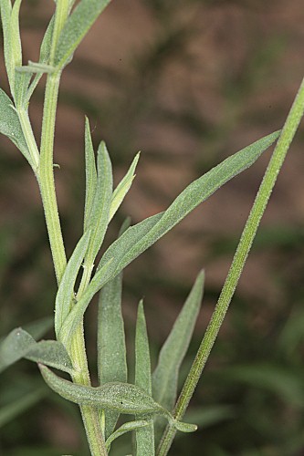 Cheirolophus sempervirens (L.) Pomel