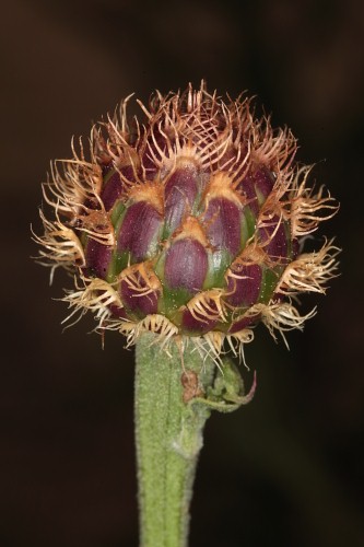 Cheirolophus sempervirens (L.) Pomel