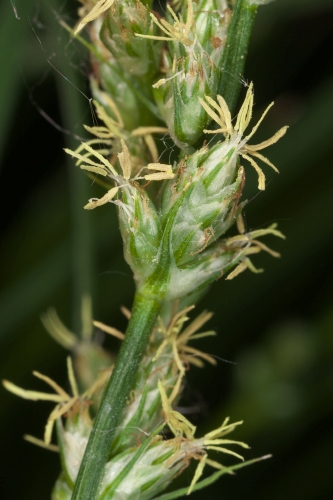 Cladium mariscus (L.) Pohl
