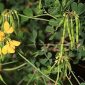 Coronilla glauca L.