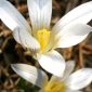 Crocus nevadensis Amo