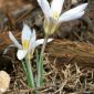 Crocus nevadensis Amo