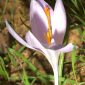 Crocus serotinus Salisb.