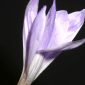 Crocus serotinus Salisb.