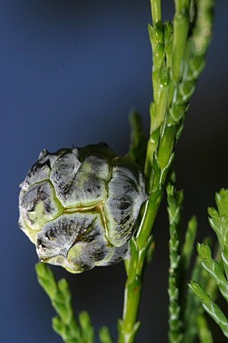 Cupressus arizonica Greene