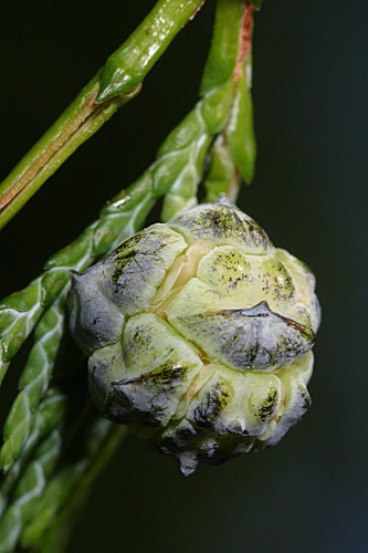 Cupressus arizonica Greene
